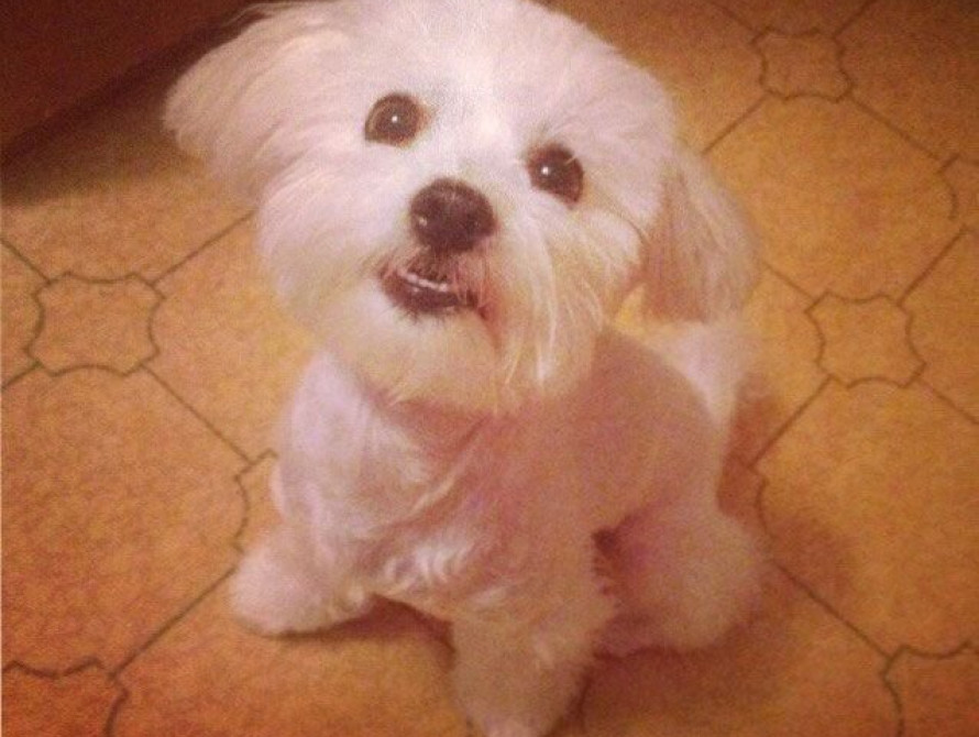 В Запорожье украли собаку редкой породы