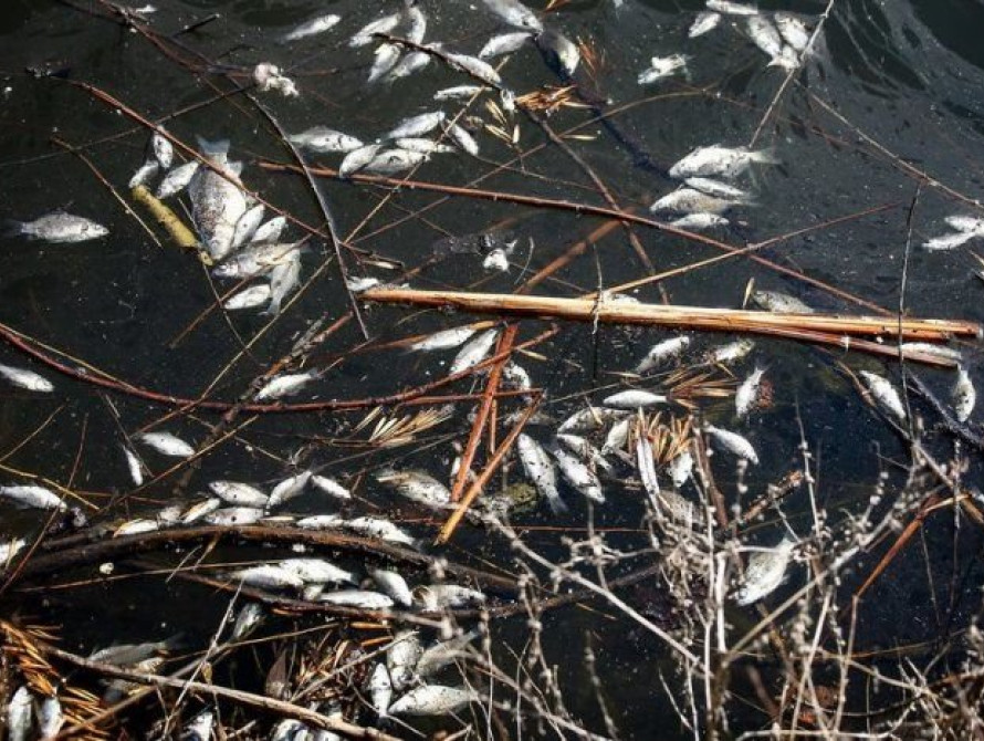 В Запорожье очередной скандал в "Дубовке": в большом пруду - мор рыбы
