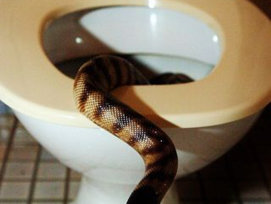 В Запорожье горожане жалуются на змей в подъездах (фото)