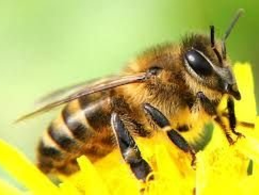 В Запорожье у детской площадки роятся пчелы 