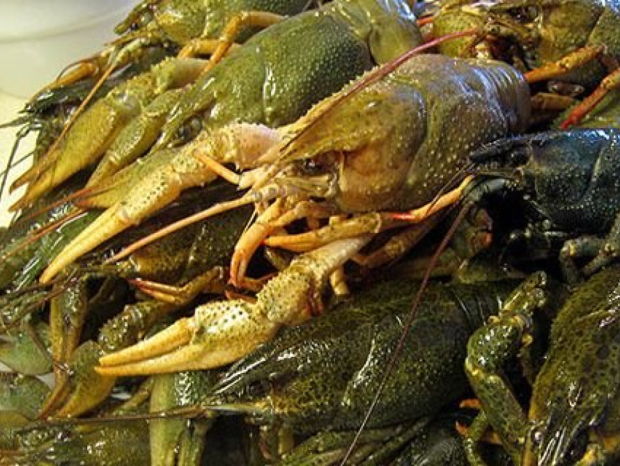 В Запорожской области запрещен вылов раков 