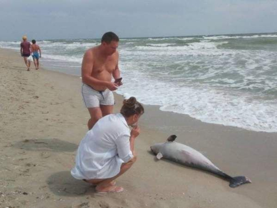 В Запорожской области на пляже нашли дельфина
