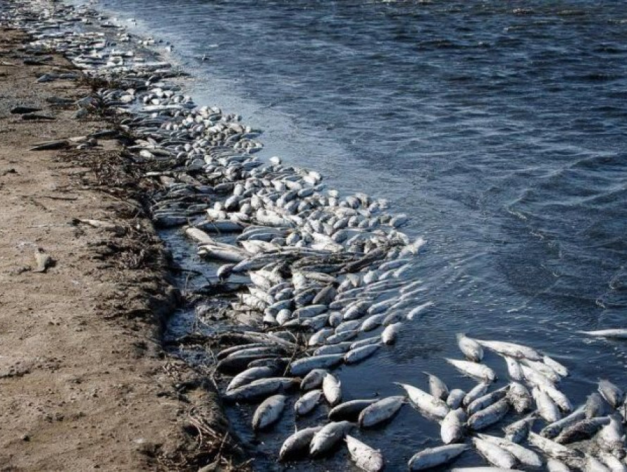 Компания из Николаева, которую обвинили в море рыбы в Запорожской области, отказалась комментировать ситуацию