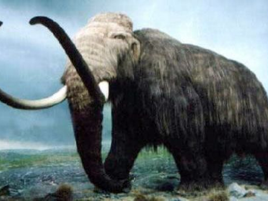 В Бердянске в детскому саду обнаружили кости мамонта (фото, видео)