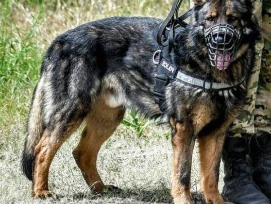 В Запорожье нашлась собака погибшего полицейского. Она вернулась на место ДТП