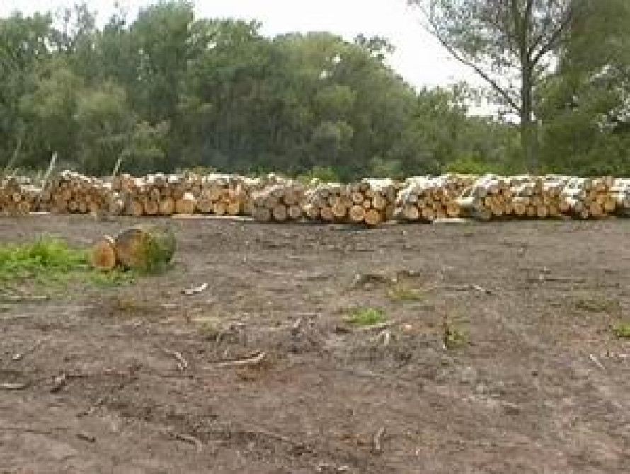 В Запорожье вырубили деревьев на 80 тонн
