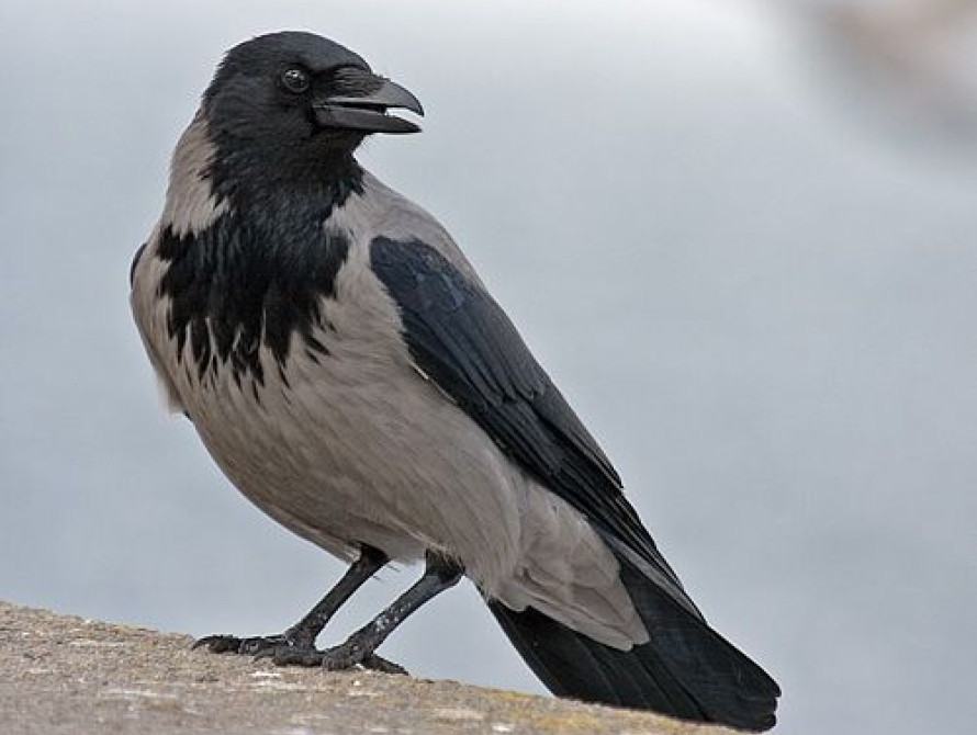 В Запорожье на мужчину напала ворона (видео)