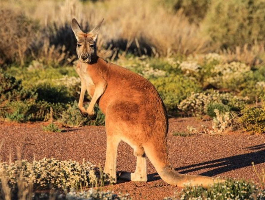 В зоопарке в Запорожской области появились редкие кенгуру (фото)