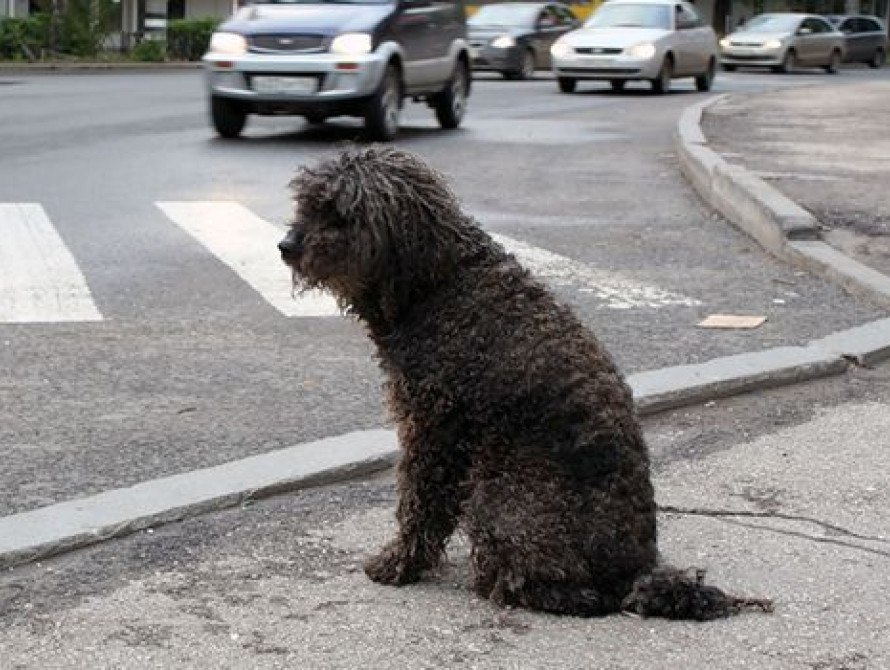 В Запорожье депутаты рассмотрят петицию против владельцев собак