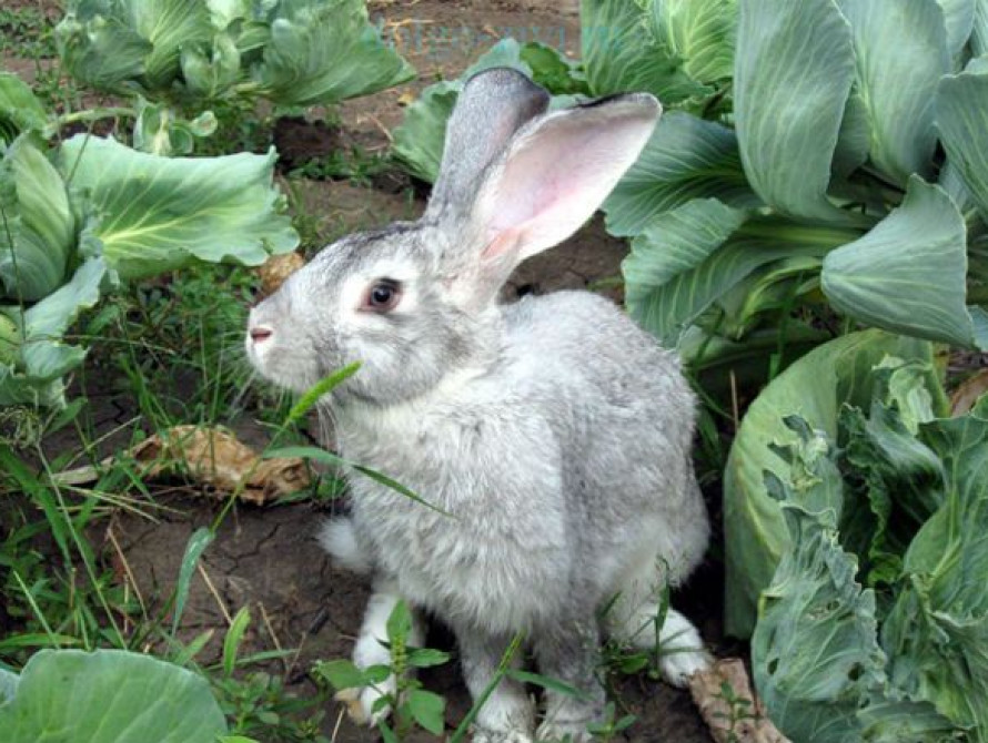 В Запорожской области нашествие зайцев