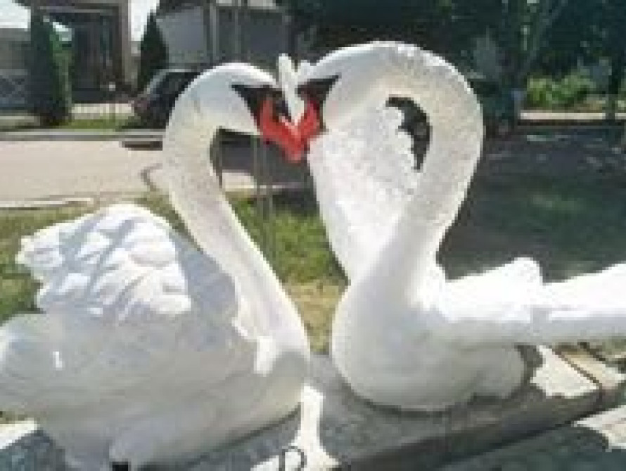 В Запорожской области появились лебеди, весом 2,5 тонны