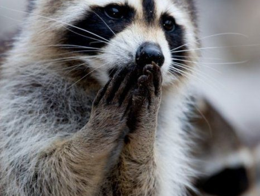 В Мелитополе в городском парке дебоширили подростки и снимали это на видео