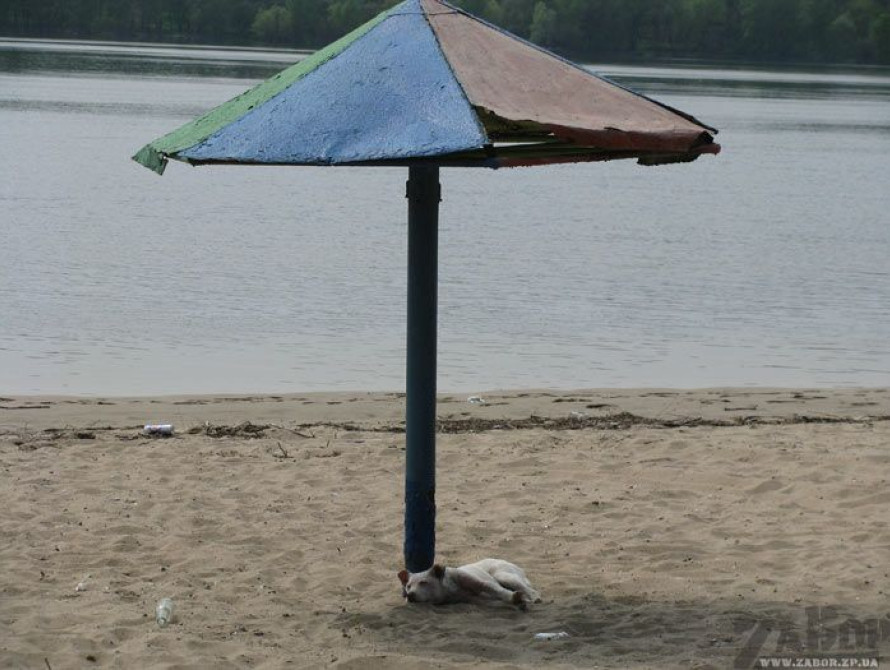 В Запорожье на центральном пляже засняли парочку, которая занималась сексом