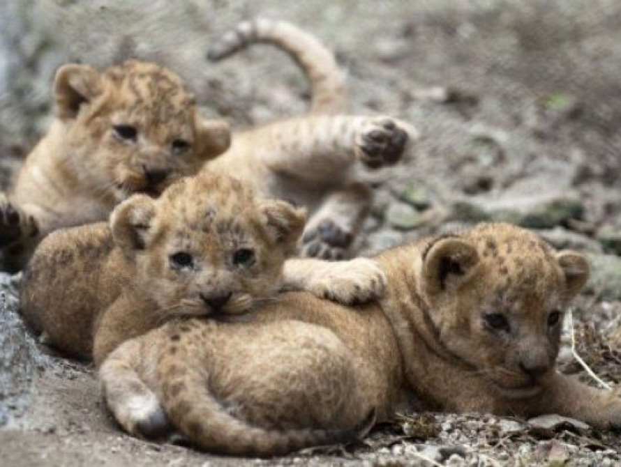 Под Запорожьем в зоопарке родились четыре львенка (фото)