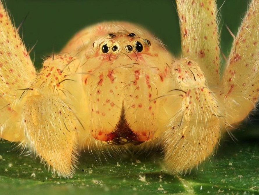 В Запорожской области спящего мужчину укусил ядовитый паук (фото)