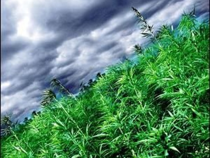 Под Запорожьем полицейские изъяли марихуаны на 2 миллиона гривен (фото)