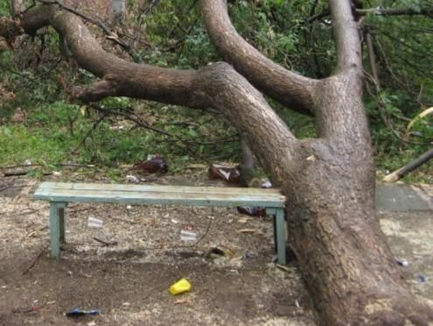 В Запорожской области дерево рухнуло на жилой дом (фото)