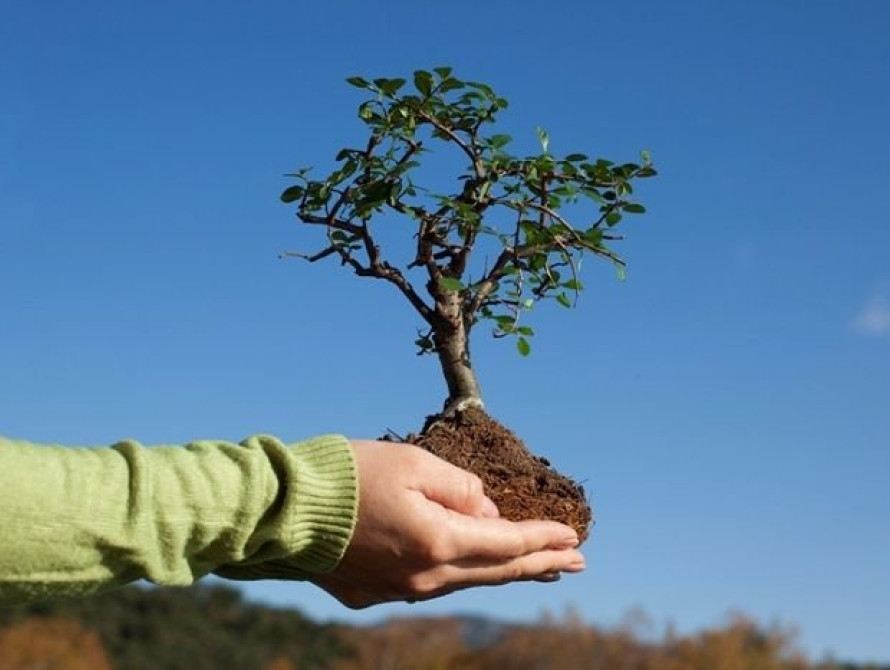 Итоги выходных в Запорожье: высадка деревьев  в сквере Яланского, аншлаг на "Фантастических тварях",  смертельное ДТП в центре города