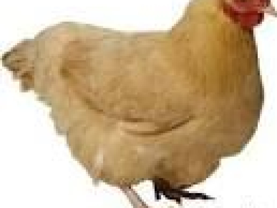 Сообщение в запорожской группе о трубках в курице вызвало невиданный ажиотаж