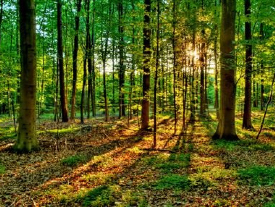 В Запорожской области планируют высадить 500 га леса 