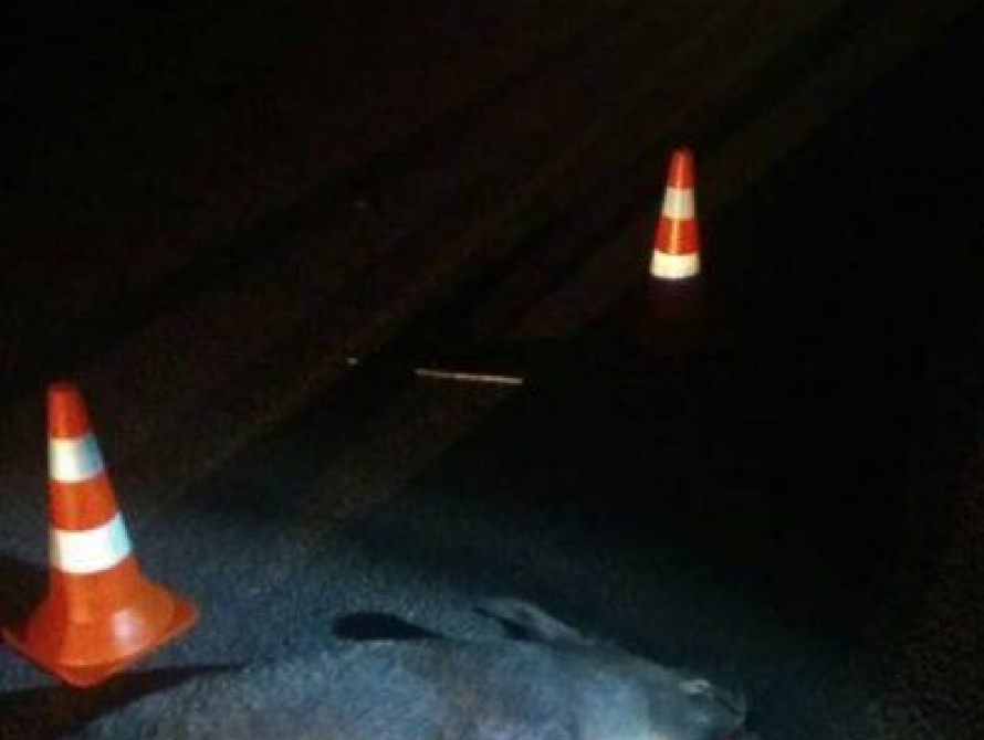 В Запорожье на Хортице убили дикого кабана (фото)