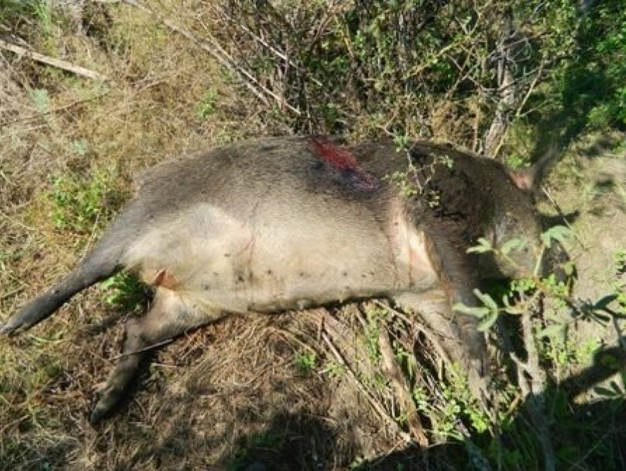 В Запорожье за информацию об охотниках, убивших кабана на Хортице, обещают 100 тысяч гривен вознаграждения 