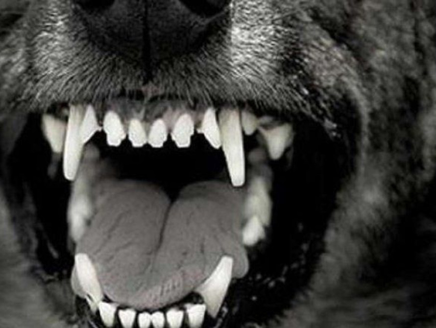 В Запорожье спасли мужчину, на которого в квартире напала собственная собака