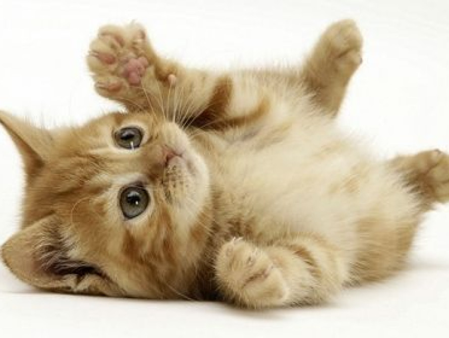 Кот из Запорожской области может попасть в Книгу рекордов Гиннесса 