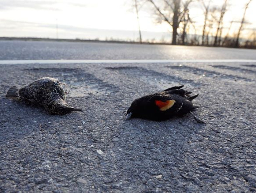 В Запорожской области завели уголовное производство по факту массовой гибели животных и птиц