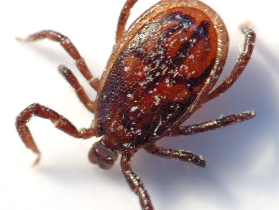  В Запорожской области уже зафиксировали почти 170 случаев укусов клещей
