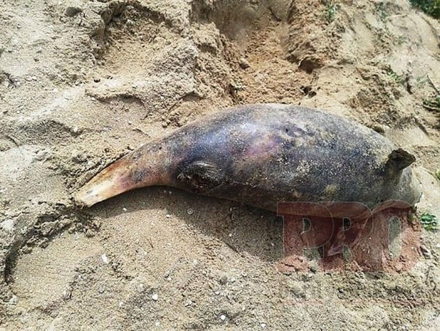 На запорожском курорте на берегу обнаружили труп дельфина 