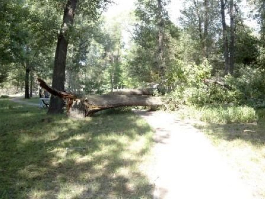 В Запорожье на детскую площадку упало дерево (фото)
