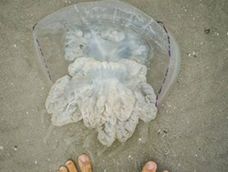 Ученые объяснили причину нашествия медуз на запорожском курорте