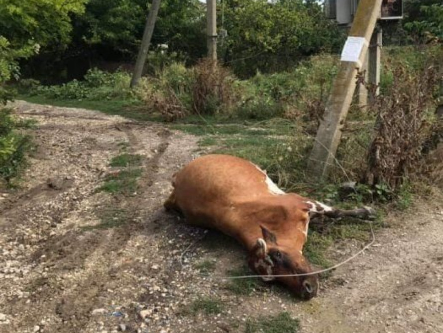 Под Запорожьем упавший электропровод убил корову