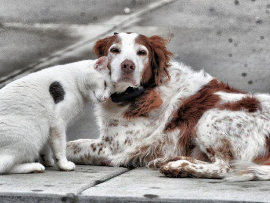 В Запорожье молодожены просили дарить им корм для животных вместо цветов