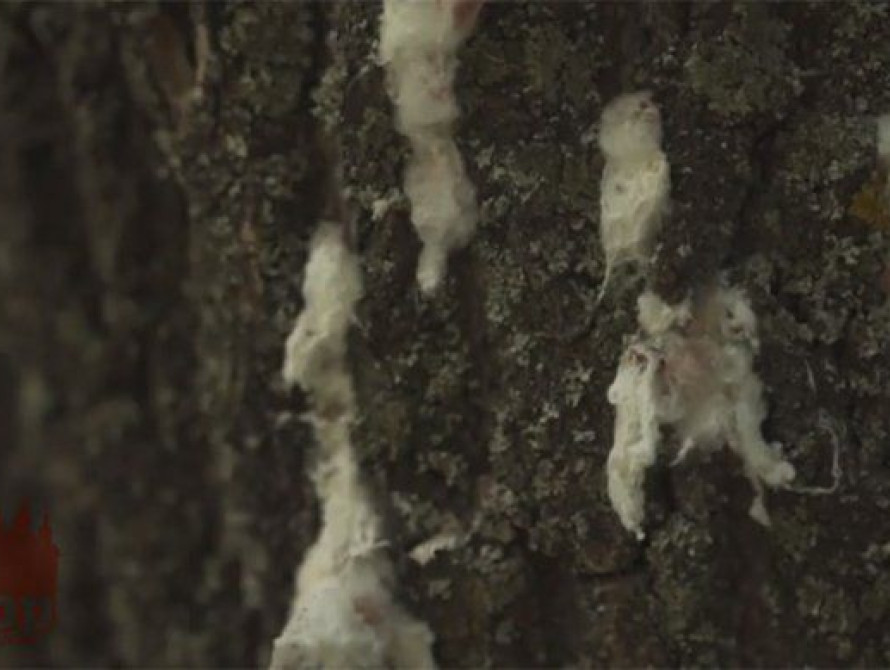 Курортный Бердянск рискует стать "городом мертвых деревьев"