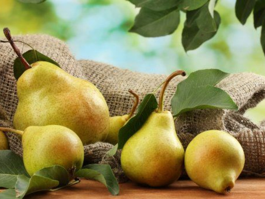 В Запорожской области вырастили грушу-гиганта (фото)