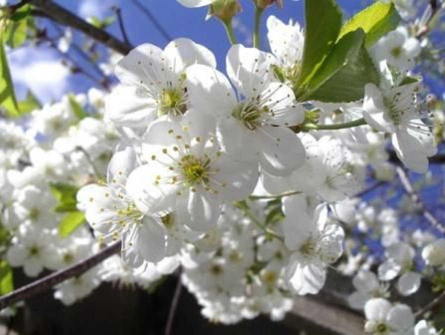 В Запорожской области неожиданно расцвела вишня (фото)