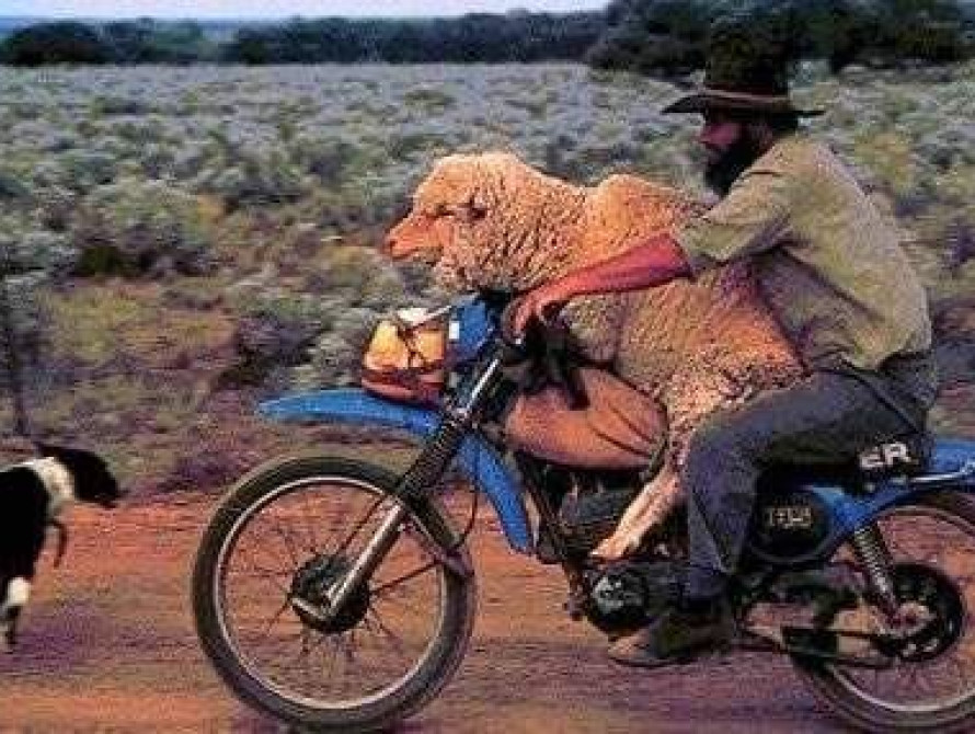 В Запорожской области на свет появилась овечка с... четырьмя рогами