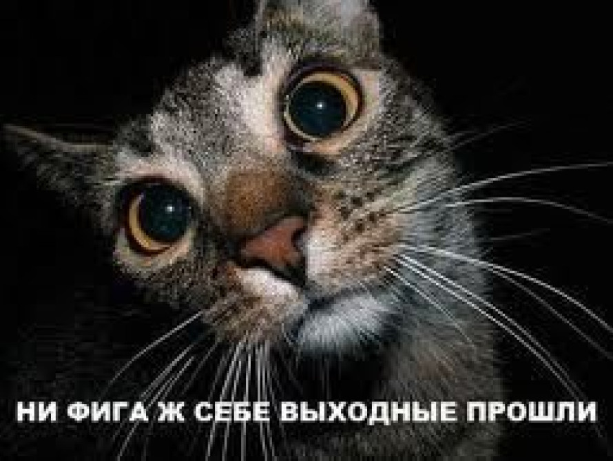 В Запорожье 5 сотрудников ГСЧС выехали на спасение кота