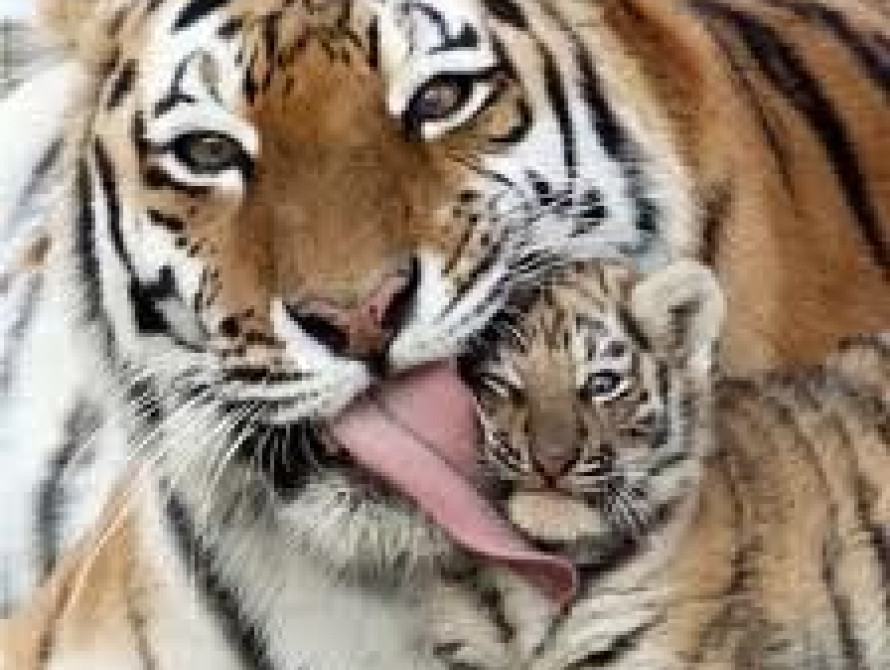 В запорожском зоопарке появились на свет белые тигрята 