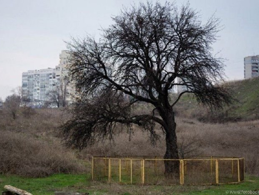 В Запорожье у Тарасовой груши собираются поставить знак 
