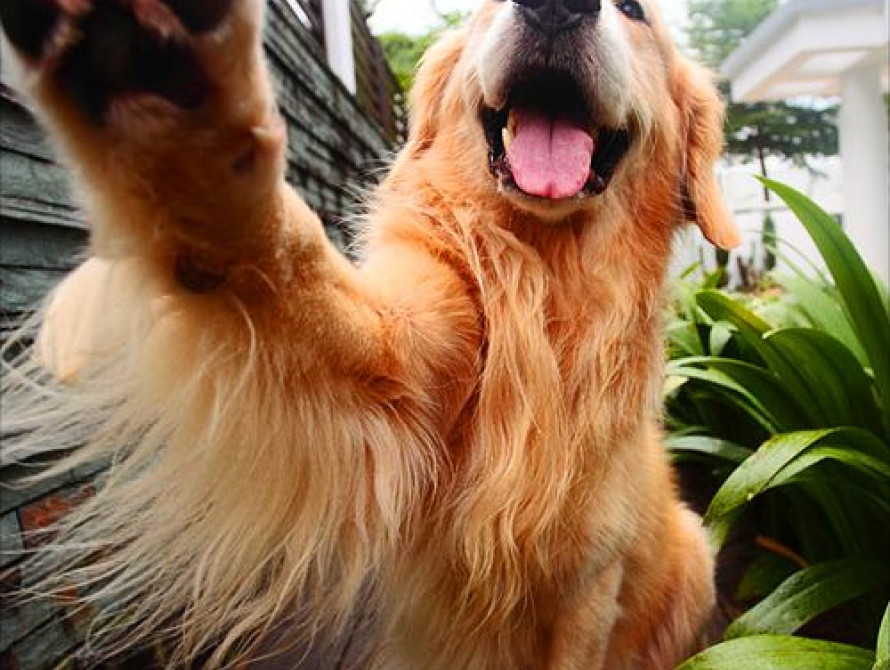 Мэр Токмака запретил кормить бездомных котов и собак: зоозащитники негодуют