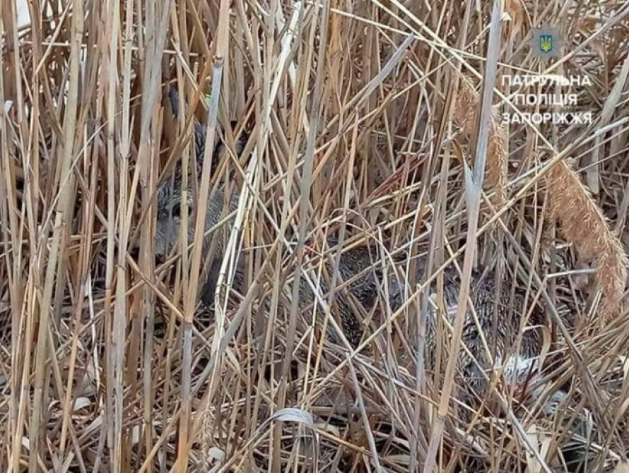 В Запорожской области из водяной ловушки спасли косулю (фото)
