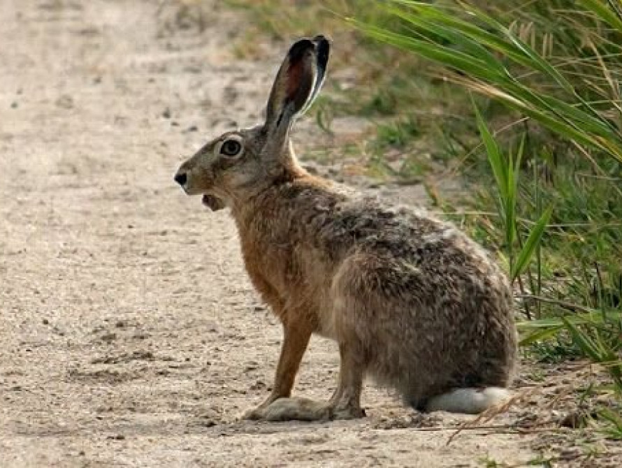 В Запорожье на Песках сняли на видео зайца 
