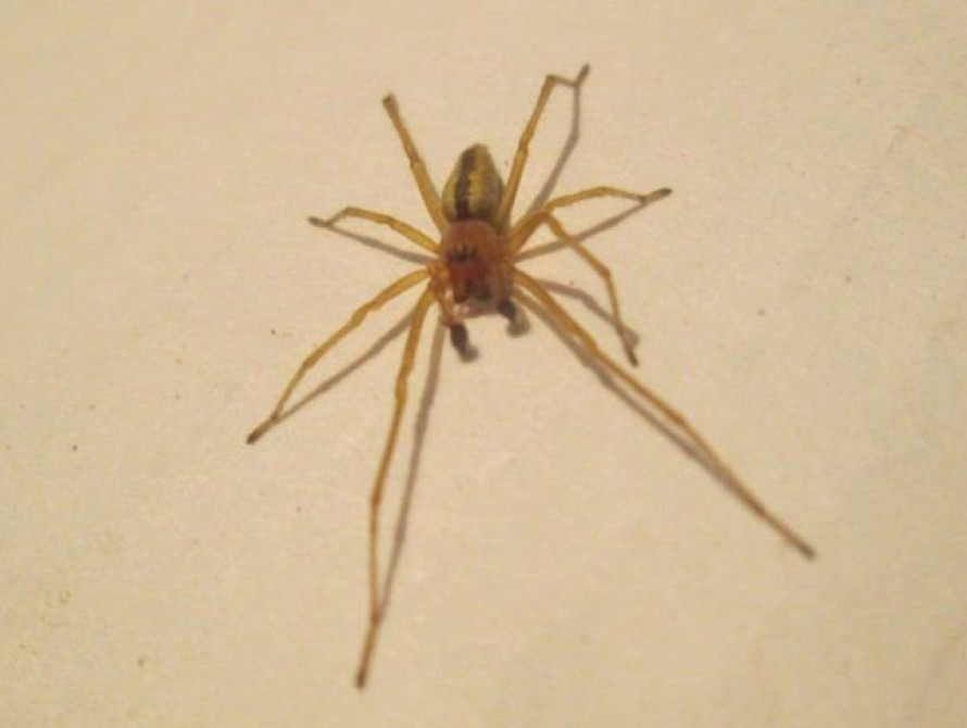 В Запорожской области госпитализировали женщину, которую укусил паук