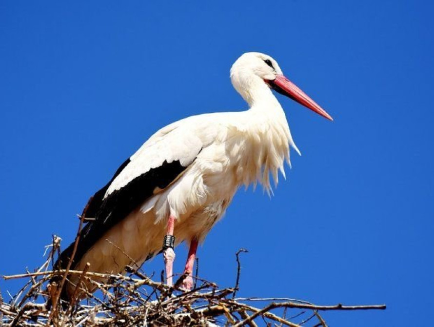 В Запорожье на Бабурке в парке увидели аиста (видео) 