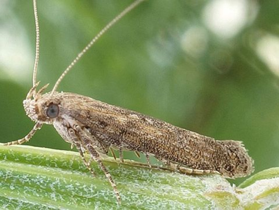 В Запорожском районе введут карантин из-за опасного насекомого