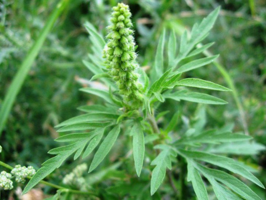 В Запорожской области правоохранители нашли плантацию конопли