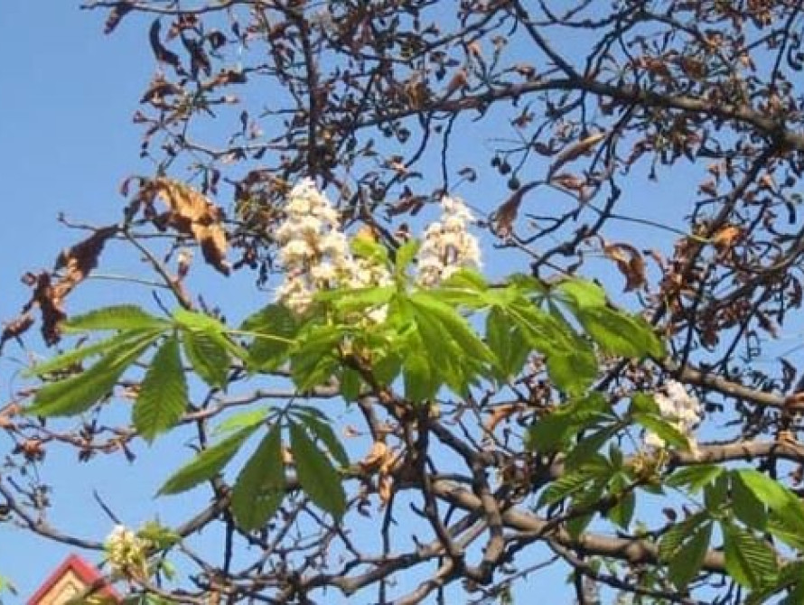 В Запорожье расцвели каштаны